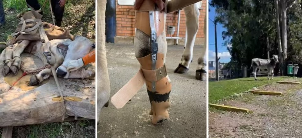 Boi resgatado na enchente recebe prótese e desfilará na Expointer